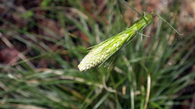Early bear grass is nearby.