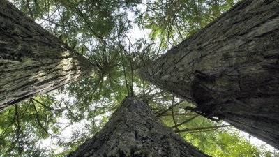 And there is a cluster of cedars that are gorgeous!