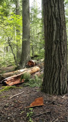 Douglas Fir can be interesting too.