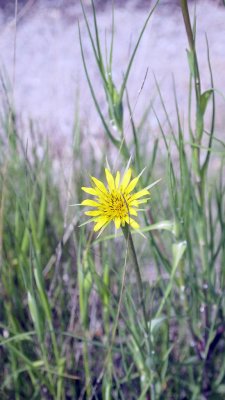 Another wildflower....no name...YET!
