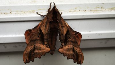 This is  a frequent visitor to our back door.