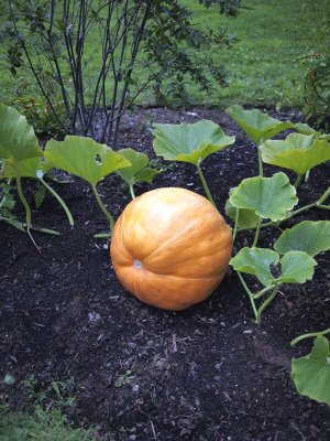 At the Hariseeket there's a garden. Fall fare!