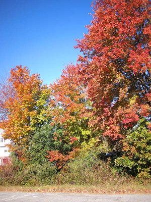 Oct. 14: We make the usual trip to Wiscasset where the leaves are in full Fall  glory!