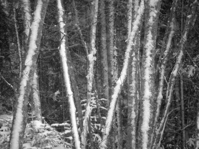 _C051296.jpg