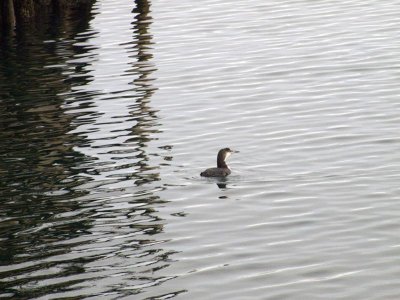 ....the loons...