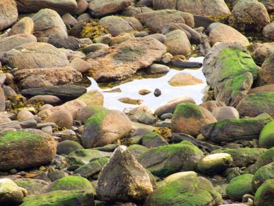 Tidal pool around..