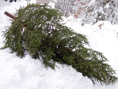 Time to get the tree out....Christmas is over!