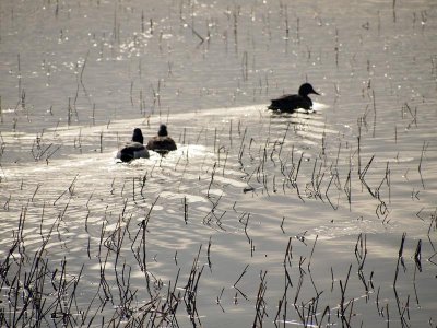 January 20: An afernoon in Wiscasset is spent...