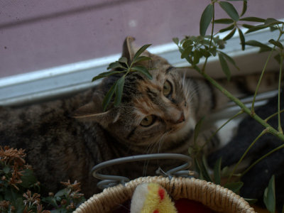 kitty peeks out from behind plant. 