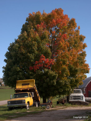 On the farm. 