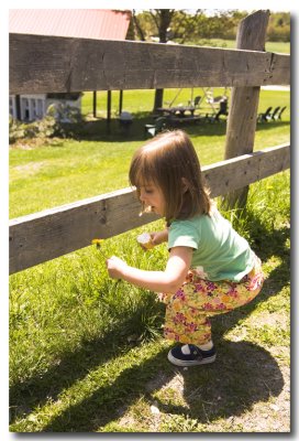And she picks dandelions at Morse Farm with maple creemie in one hand.