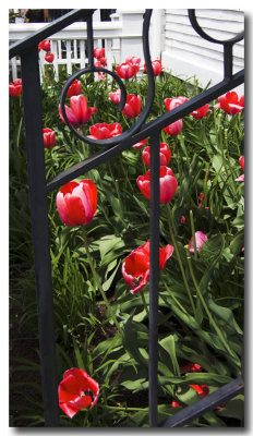 May 13: Damariscotta tulips are....