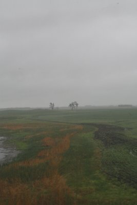 ....farm field....on and on and on! But there ARE lots of birds in the wet swails produced by spring rains.