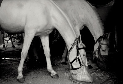 Horses-Varanasi