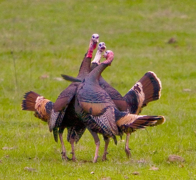 Wild Turkeys