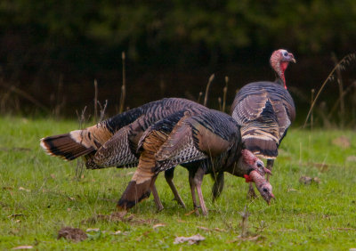 Wild turkey neck wrestling