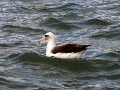 Laysan Albatros