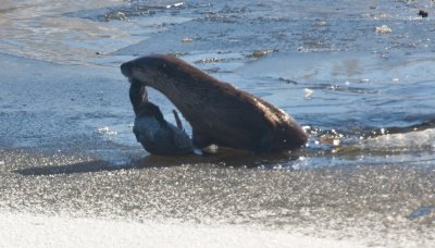 IMG_0400-4www.jpg