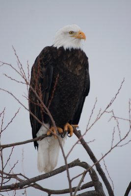 Bald Eagle at Lower Klamath Lake