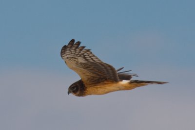 Northern Harrier hunting Lower Klamath Lake