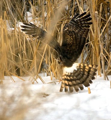 Northern Harrier strikes