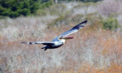 Pelicans (Pelecaniformes)