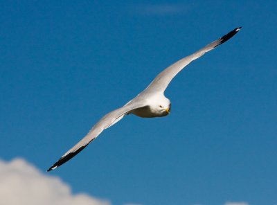 Ringed-bill Gull