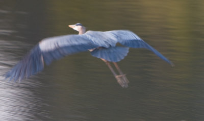 Great Blue Heron takes flight. (guilty pleasure)