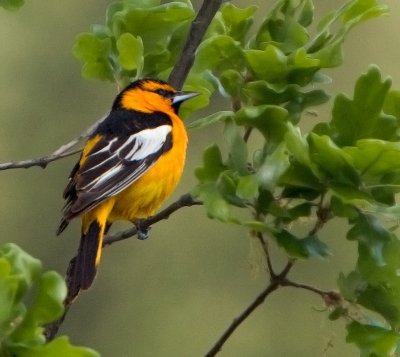 Bullocks Oriole (Icterus bullockii) in White Oak (Quercus alba)