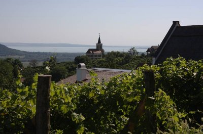 wineyards near Hegymagas