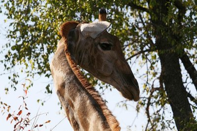 Etosha National Park in Namibia