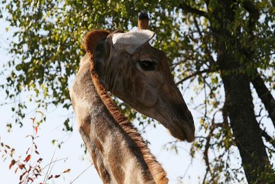 im Etosha Nat Park