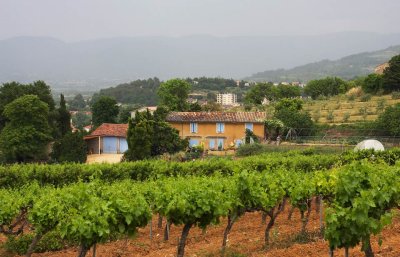 wine yard