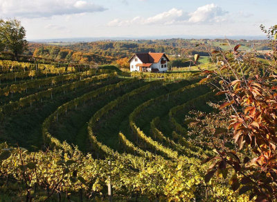 vineyard in Slovenia1.jpg