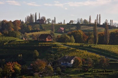 vineyard in Slovenia20.jpg
