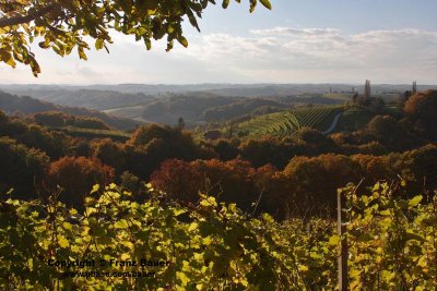 vineyard in Slovenia33.jpg