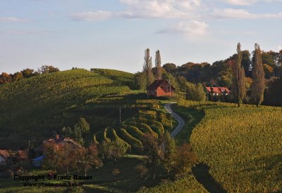 vineyard in Slovenia39.jpg