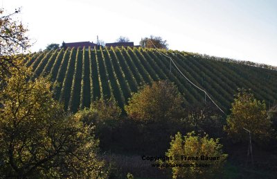 vineyard in Slovenia42.jpg