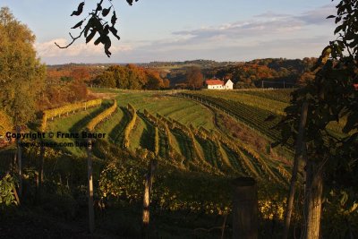 vineyard in Slovenia48.jpg