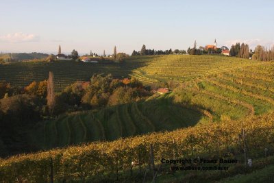 vineyard in Slovenia49.jpg