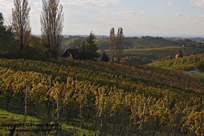vineyard in Slovenia5.jpg