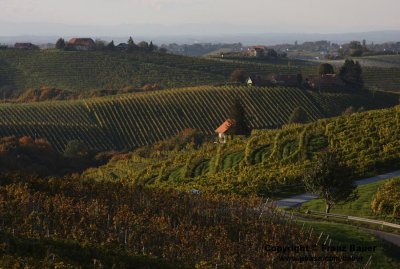 vineyard in Slovenia54.jpg