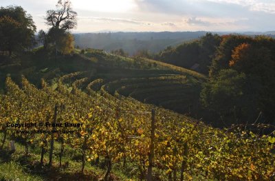 vineyard in Slovenia59.jpg
