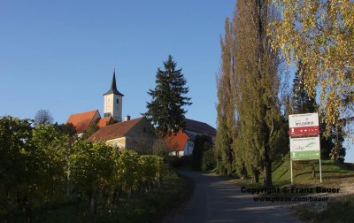 vineyard in Slovenia64.jpg