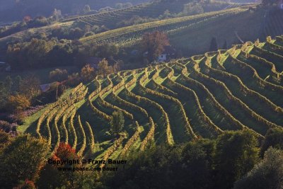 vineyard in Slovenia65.jpg