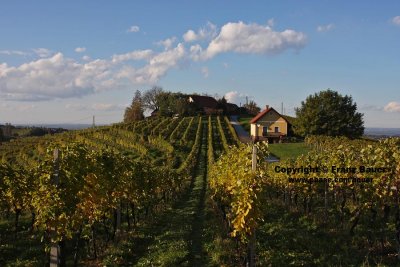 vineyard in Slovenia66.jpg