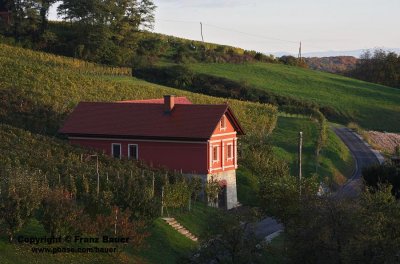vineyard in Slovenia69.jpg