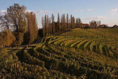 vineyard in Slovenia7.jpg