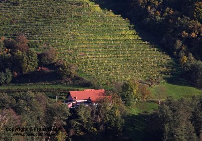 vineyard in Slovenia75.jpg