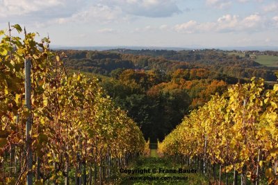 vineyard in Slovenia29.jpg